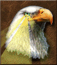 Advanced Eagle Eye.png